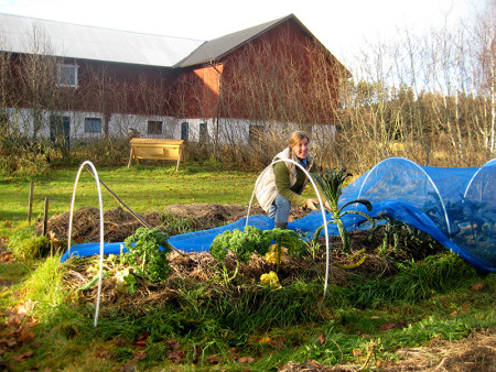 Irène Elmström skördar svartkål i de nyanlagda odlingsbäddarna.